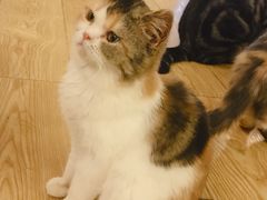 -萌喵宠狗爱心宠咖