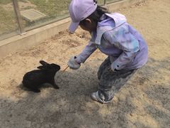 -苏州太湖西山岛开心农场