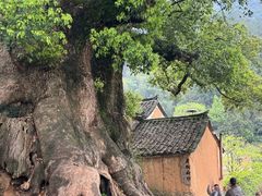 -杨家堂村