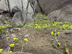 -崂山巨峰游览区