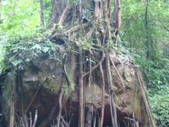 -莫里热带雨林景区