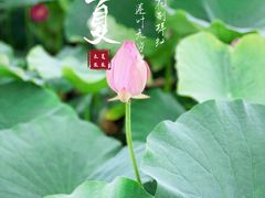 -荷塘月色湿地公园·向阳花洲