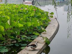 -莲花池公园