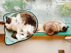 -猫在这儿猫咪咖啡馆·撸猫馆