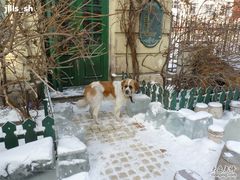 -露西亚咖啡西餐厅(哈尔滨俄侨纪念馆店)