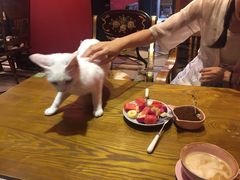 -猫色咖啡·猫咖