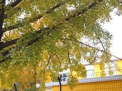 -三里屯东五街银杏大道