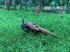 -南海子公园