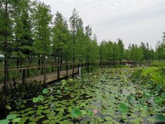 -映月湖公园