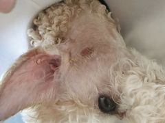 -瑞派福兴宠物医院犬猫全科·骨科·中西医结合(河东店)