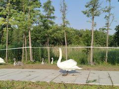 -北龙湖湿地公园