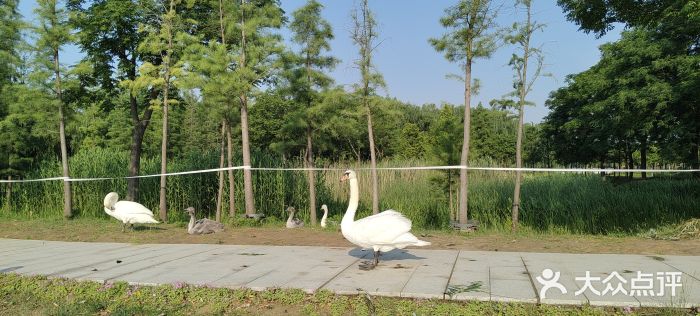 北龙湖湿地公园图片
