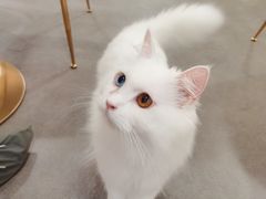 -飞行喵MR PILOT|猫舍·猫咖(静安大融城店)