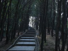 -火炉山森林公园