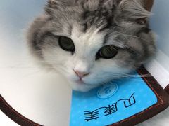 -莘程宠物医院(金山店)