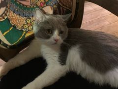 -more than meow吴止猫主题餐厅(承德 中船汇店)