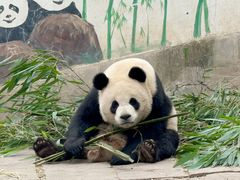 -中国大熊猫保护研究中心雅安碧峰峡基地