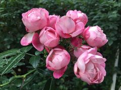 -人民公园(罗湖区)