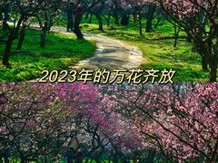 -梅花山(明孝陵内)