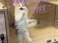 -PETKIT小佩宠物·低压洗护(国顺东路店)