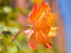 -苹果树下艺术餐厅(通州店)