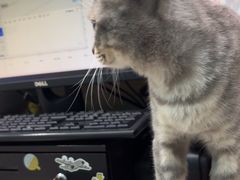 -安安宠医宠物医院·异宠·犬猫内科(岳阳分院)