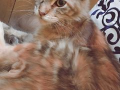 -猫色咖啡·猫咖