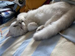 -宠爱国际动物医院·消化内科·心肾内科·ISFM猫友好(望京店)