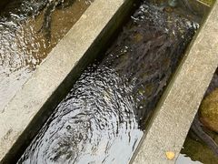 -源泉冷水鱼庄(小鱼洞店)