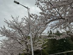 -高东镇樱花园