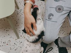 -瑞派康怡24h宠物医院·犬猫医疗中心·微创绝育(瑞景分院)