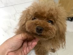 -BABYDOG宝贝狗宠物乐园(欧洲城店)
