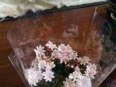 -龙大花卉苗木市场