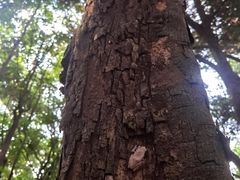 -南宁良凤江国家森林公园