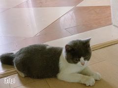 -糯米喵星人总部直营旗舰店·猫舍·幼猫出售