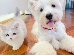 -momokira米努特·德文卷毛猫·棉花面纱犬