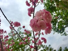 -天适樱花悠乐园