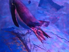 -芜湖新华联大白鲸海洋公园