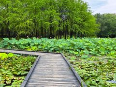 -长广溪湿地公园