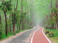 -合肥滨湖国家森林公园