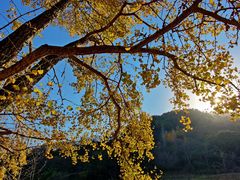 -千年银杏谷文化旅游区