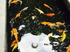 -T館·花园艺术餐厅