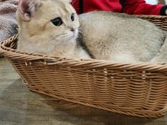-共舞时光猫咖·狗咖(新街口店)