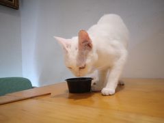-猫色咖啡·猫咖