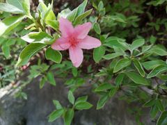 -木兰云雾山