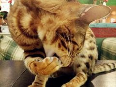 -猫小院猫主题咖啡厅(北锣店)