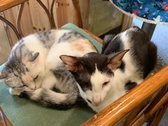 -猫色咖啡·猫咖