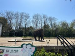 -合肥野生动物园