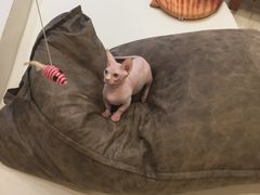 -飞行喵MR PILOT|猫舍·猫咖(静安大融城店)