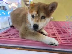 -龟与熊猫宠物公园(南坪店)